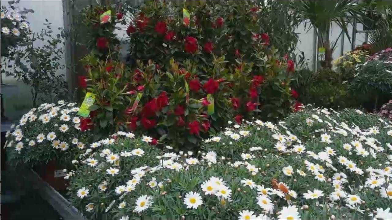Blumen - Kaleidoskop Videoeffekt. (Цветы - калейдоскоп видeo эффект)