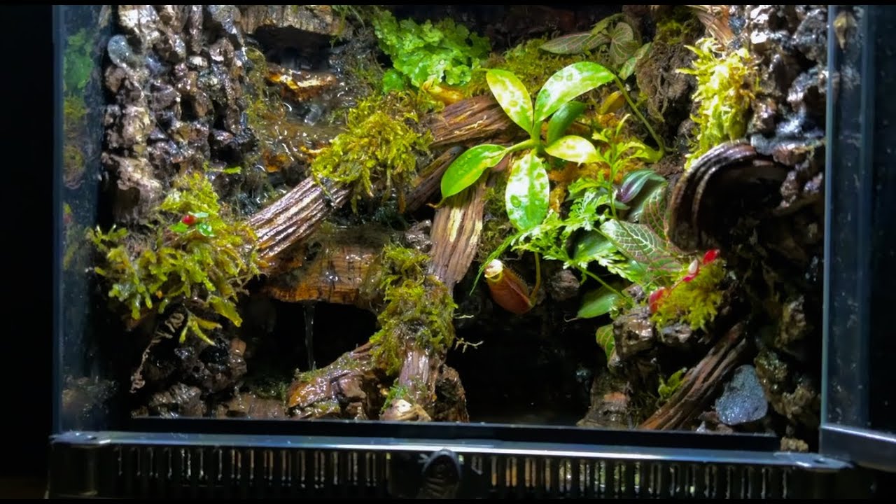 Let's build a bioactive desktop paludarium  🌿 [asmr version]