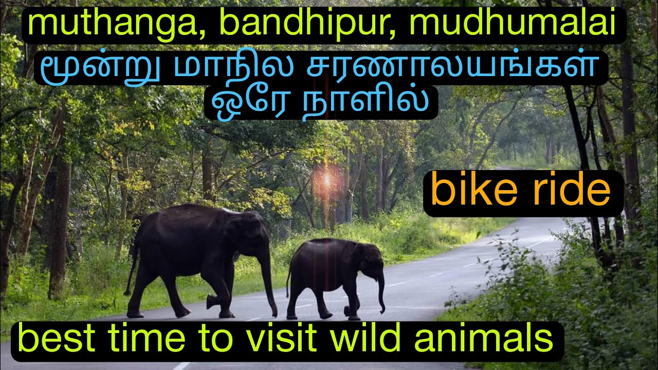 முத்தங்கா,பந்திப்பூர்,முதுமலை|best time to see wild animals|மூன்று சரணாலயம் ஒரே நாளில்#ooty |bike