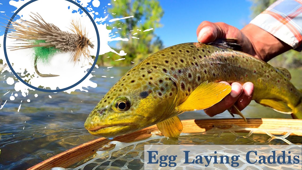 Fly Tying an Egg Laying Caddis - Fly Supply TV