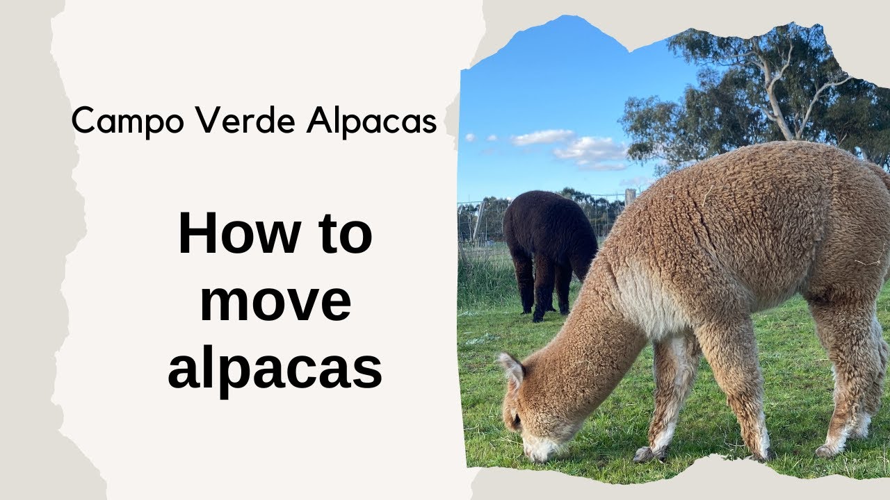 How to move alpacas (herding)