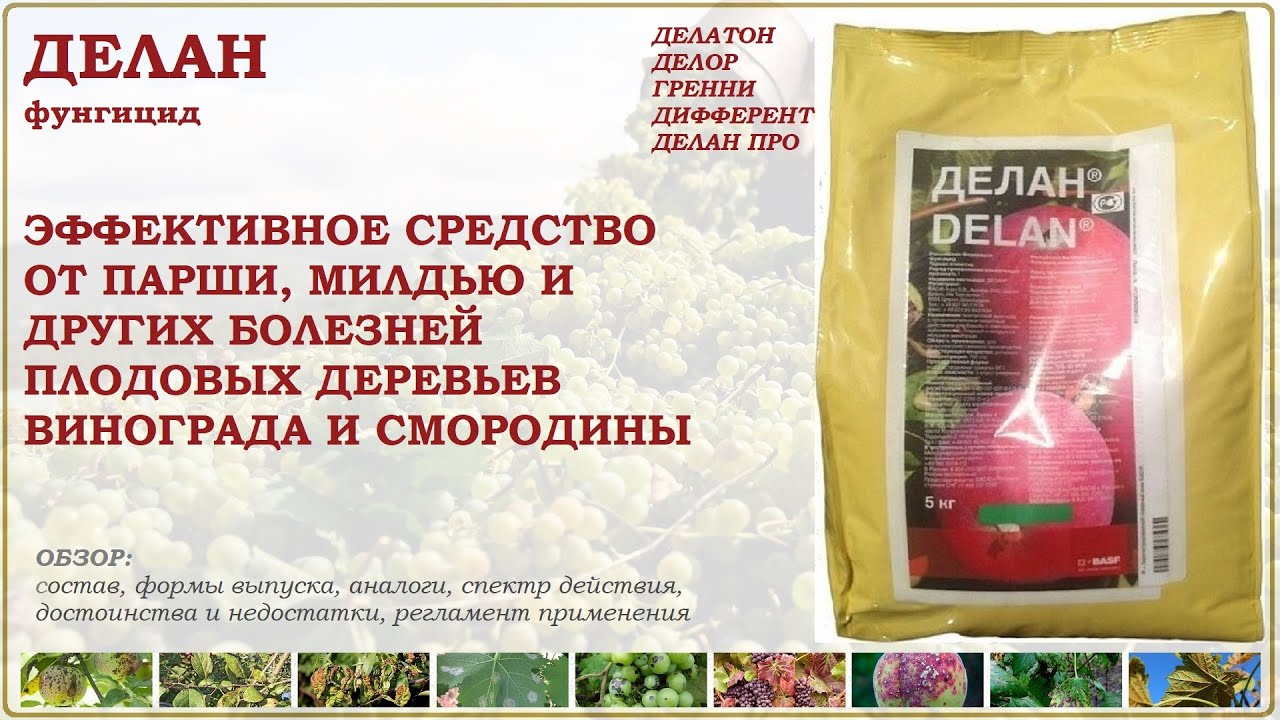Делан - эффективное средство от болезней плодовых, винограда и смородины. Обзор фунгицида и аналогов