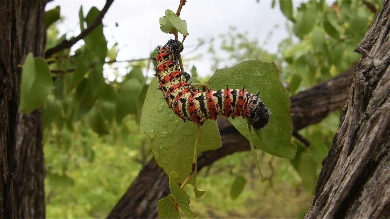 Botswana's edible caterpillars decimated by drought | AFP