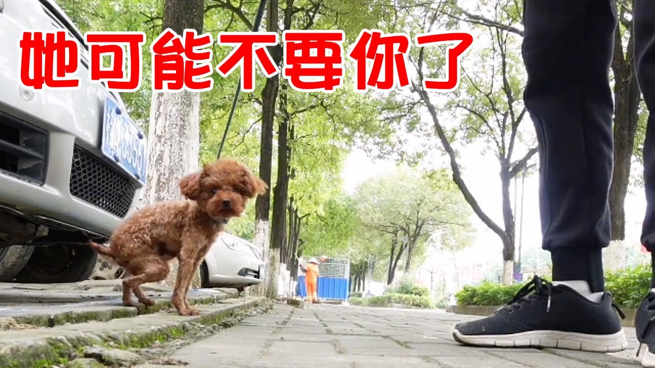 好心人救下一隻流浪貴賓犬，寄養在寵物店，不久後失去聯繫了...