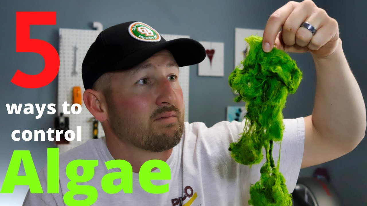 Koi pond Algae control