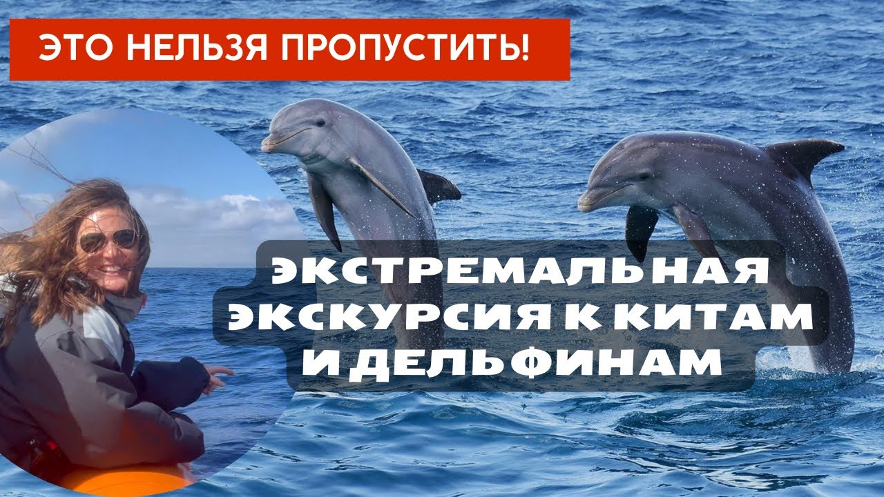 Экстремальные экскурсии к китам и дельфинам | Лучшие места их обнаружения в 2023 году |