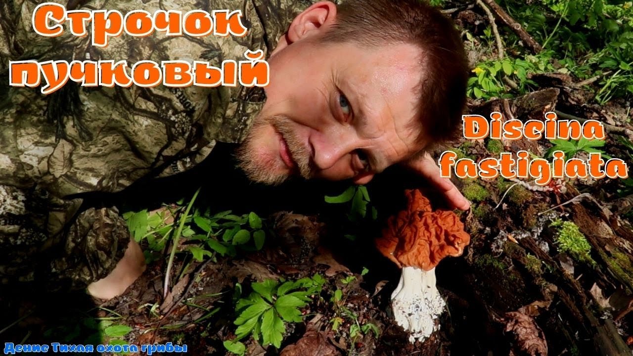 Строчок островерхий | Discina fastigiata