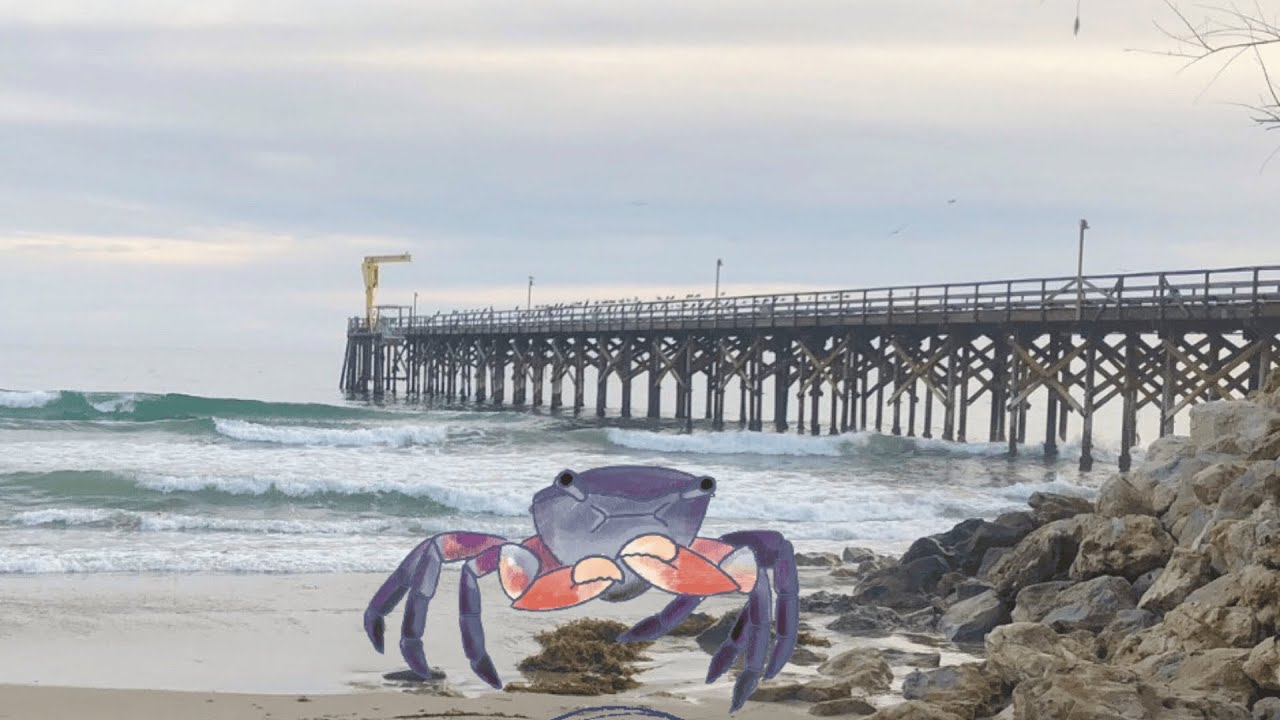 WORLD OCEAN WEEK: A Crabulous Draw Along with Gaviota State Park