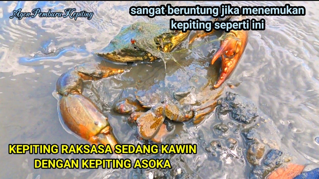beruntung sekali jika menemukan kepiting termahal ini saat berburu || kepiting Asoka
