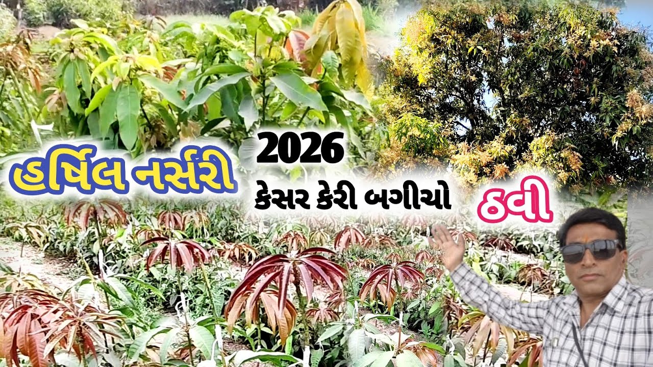 હર્ષિલ નર્સરી | kesar keri bagicho | કેસર કેરી બગીચો 2026 | કેસર આંબા ની કલમ ઠવી