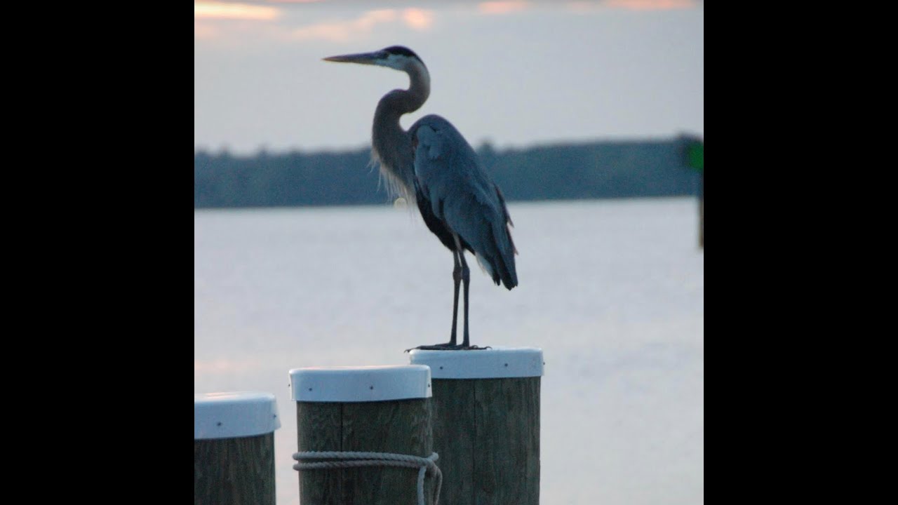 The Great Blue Herons of St Michaels MD - Volume 3