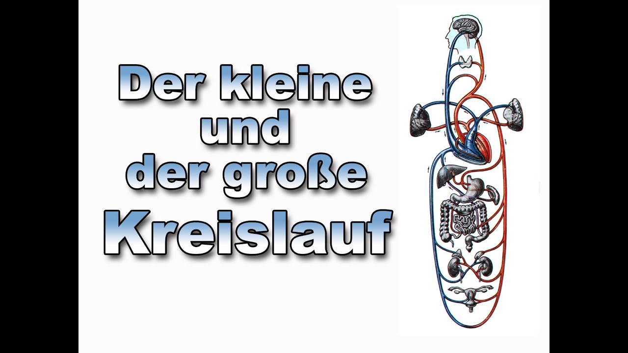 Der kleine und große Kreislauf | Anatomie | Pflege Kanal