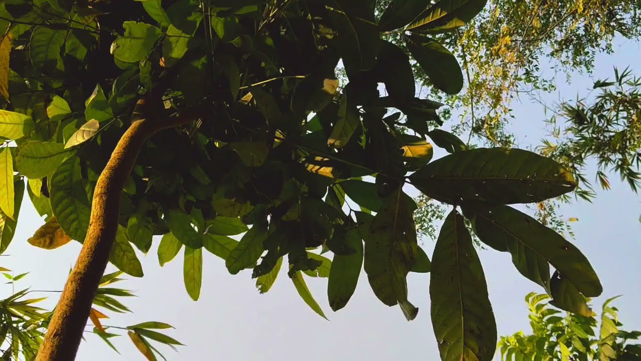 জুনিয়র স্বামীর রোমান্টিক আদর || সকল পর্ব||Romantic Love Story||Voice: Ashik+Priyanka |story garden 