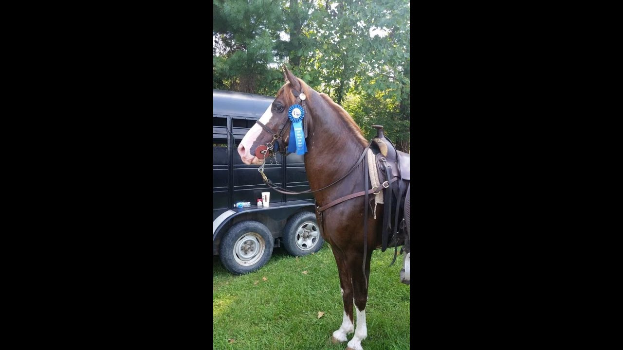Kentucky Mountain Horse Gelding For Sale  (Full Video)