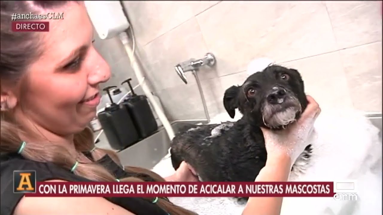 Es el momento de acicalar a nuestras mascotas | Ancha es Castilla-La Mancha
