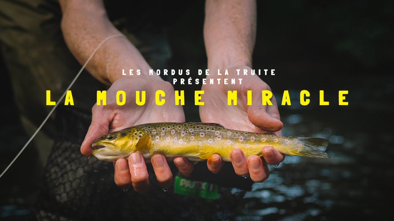 La MOUCHE miracle pour LES BELLES TRUITES