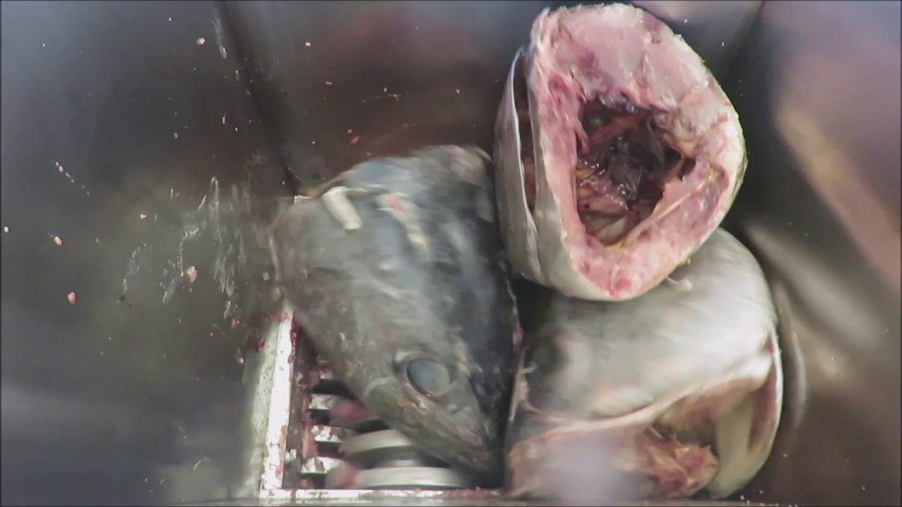Frozen Tuna Heads - PACIFIC Stainless Steel Industrial Shredder & Bone Breaker