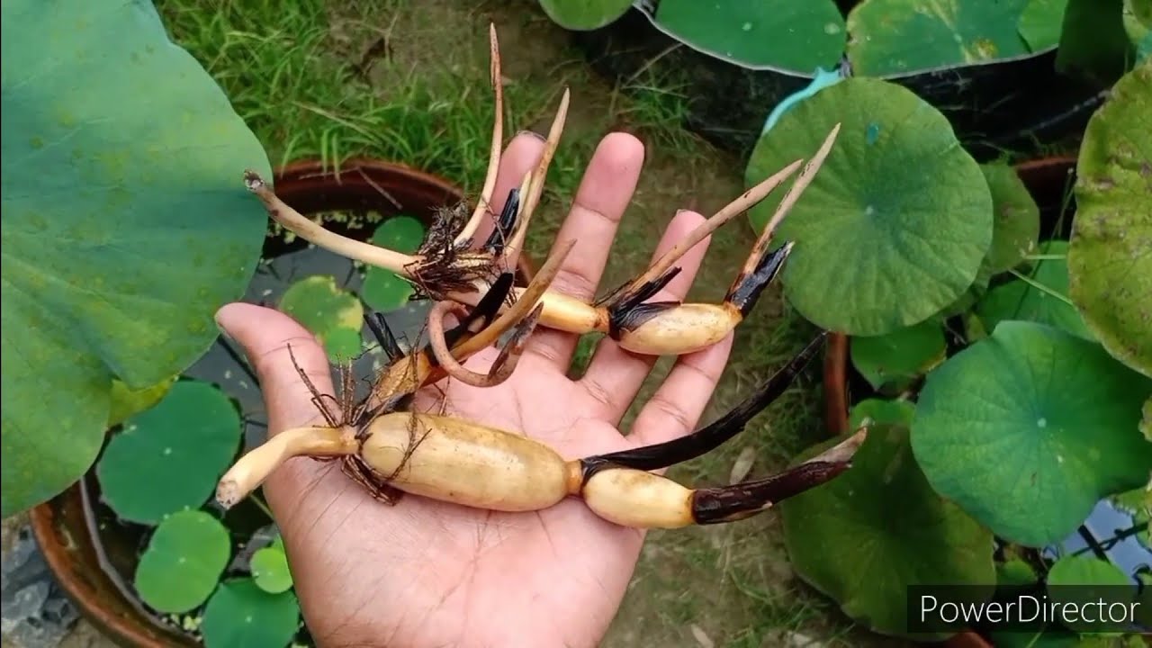 Growing lotus from tuber/rhizome