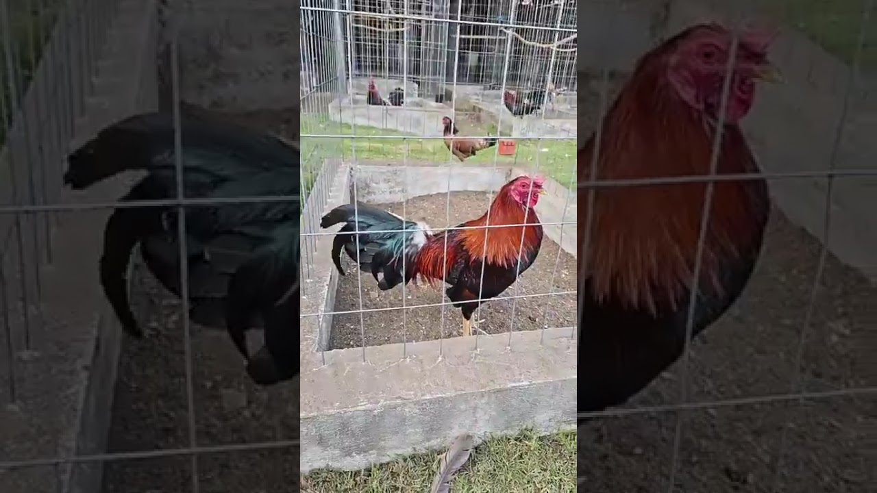 Búffalo Game Farm "4"