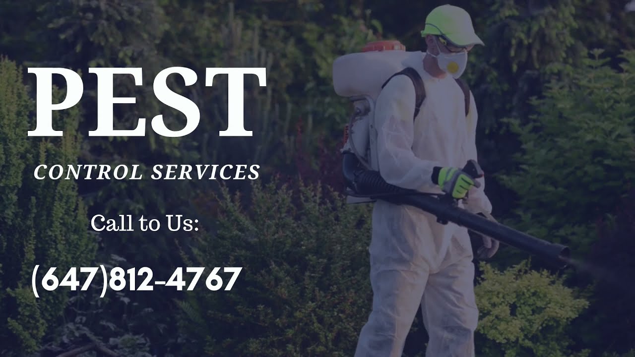 Pest Control  Services in Toronto | Pest Control in Home |