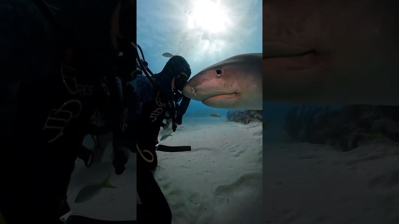 Dangerous shark encounter | Bahamas | Scuba Diving with 5elementos