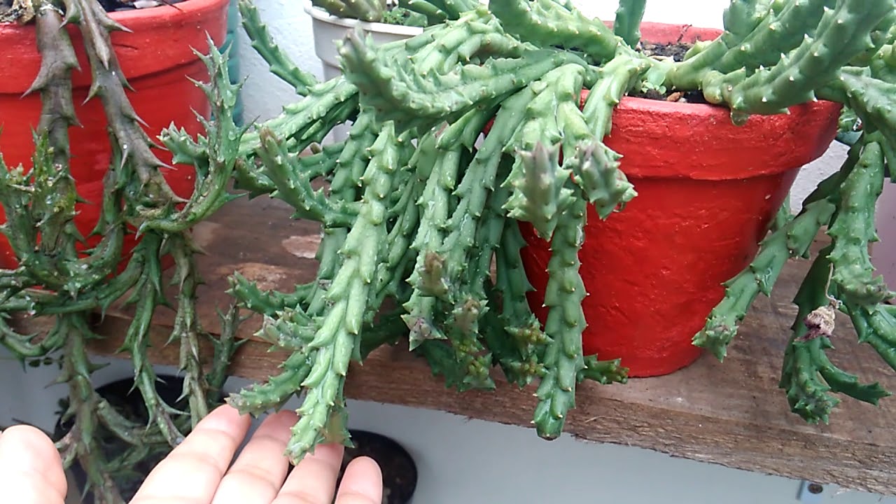#SUCULENTAS #ColeçãodeSuculentas  parte 1