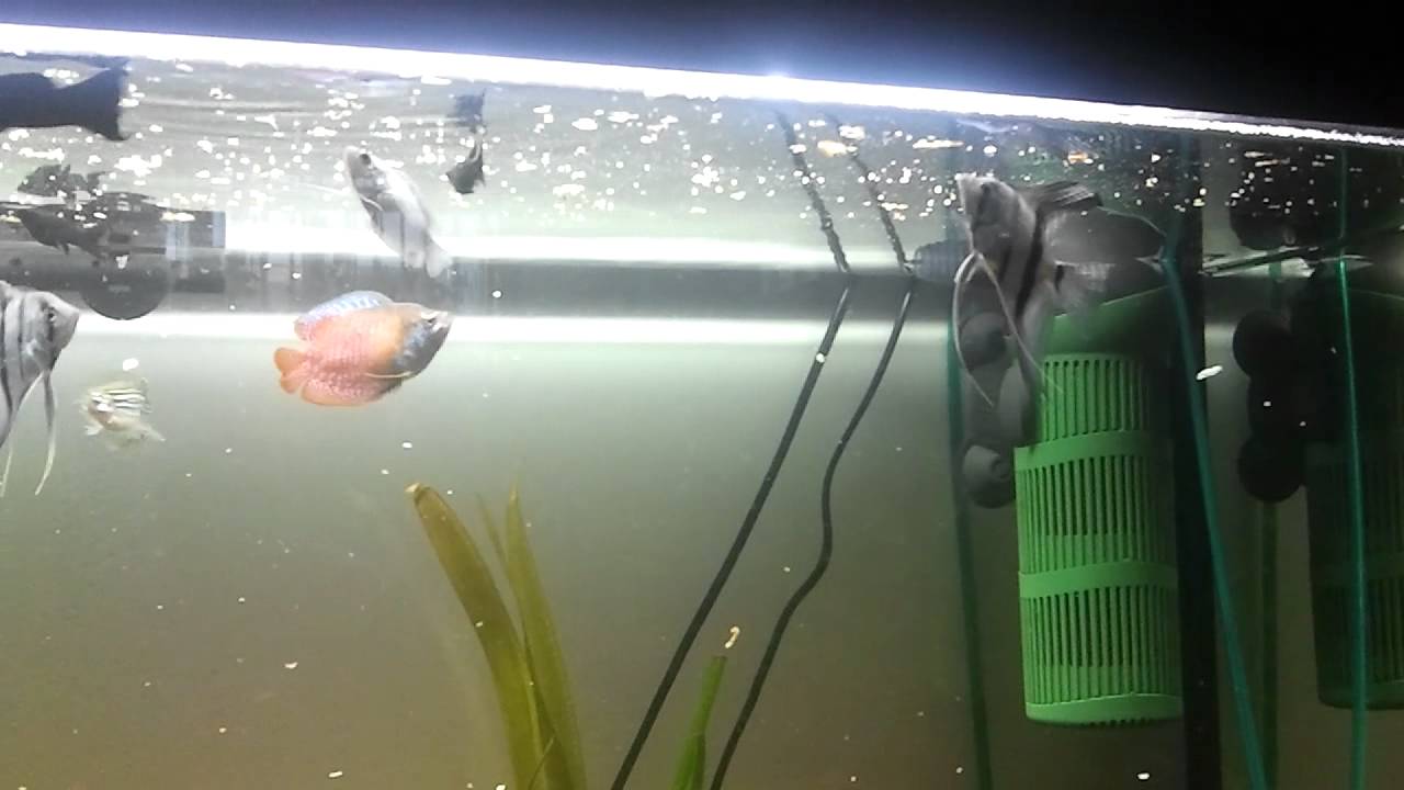180 liter Aquarium Feeding time