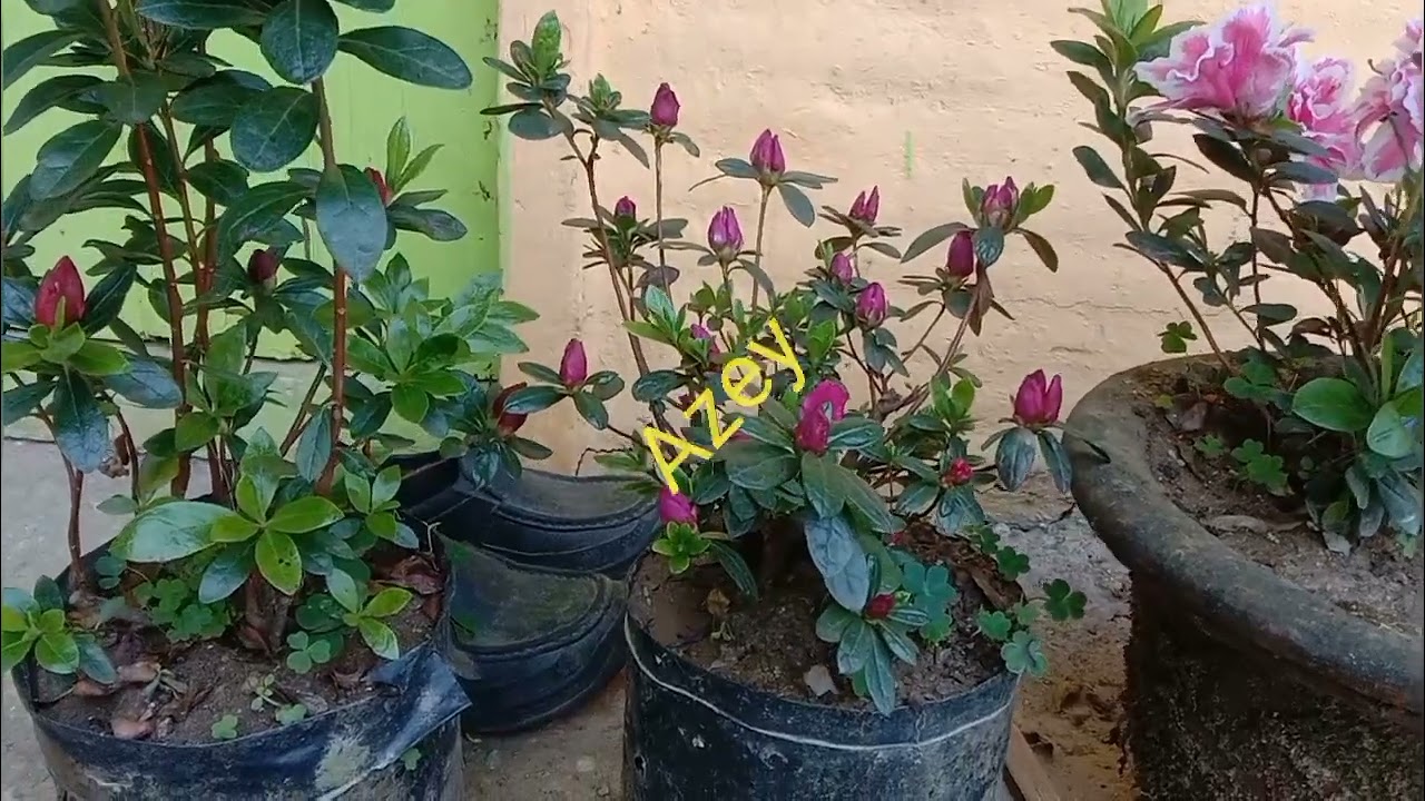 colourful Azelia 🌹🌹