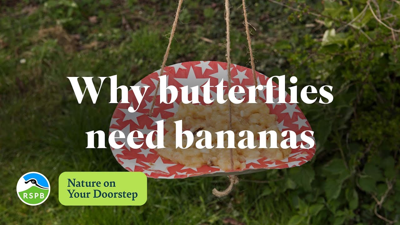 Do butterflies eat bananas? | RSPB Nature on Your Doorstep