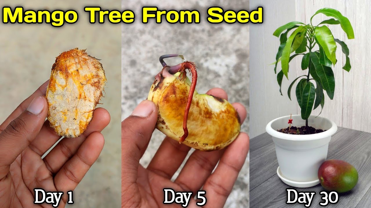 How to Grow a Mango Tree From Seed | Growing Mango From Seed - Germination