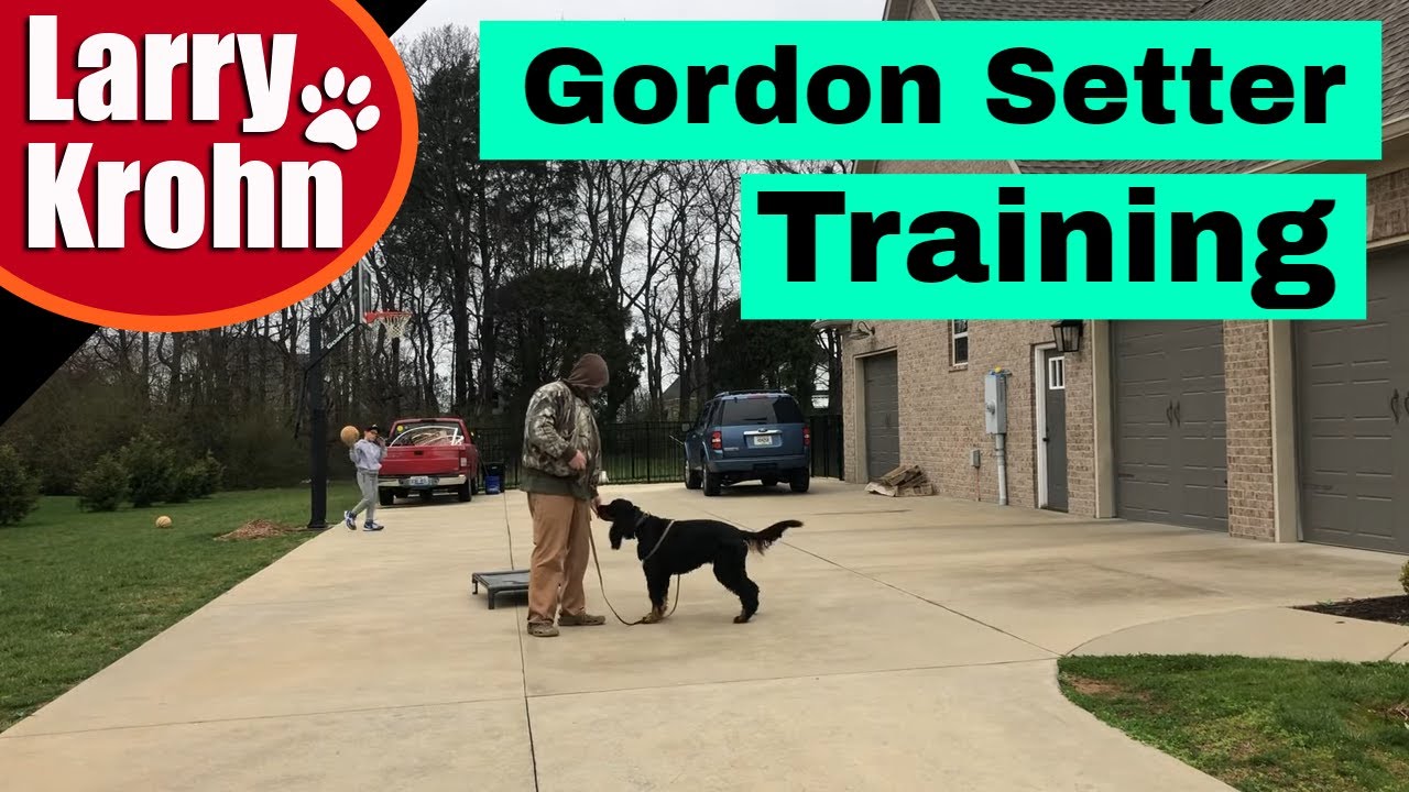 E collar / remote collar training / intermittent phase
