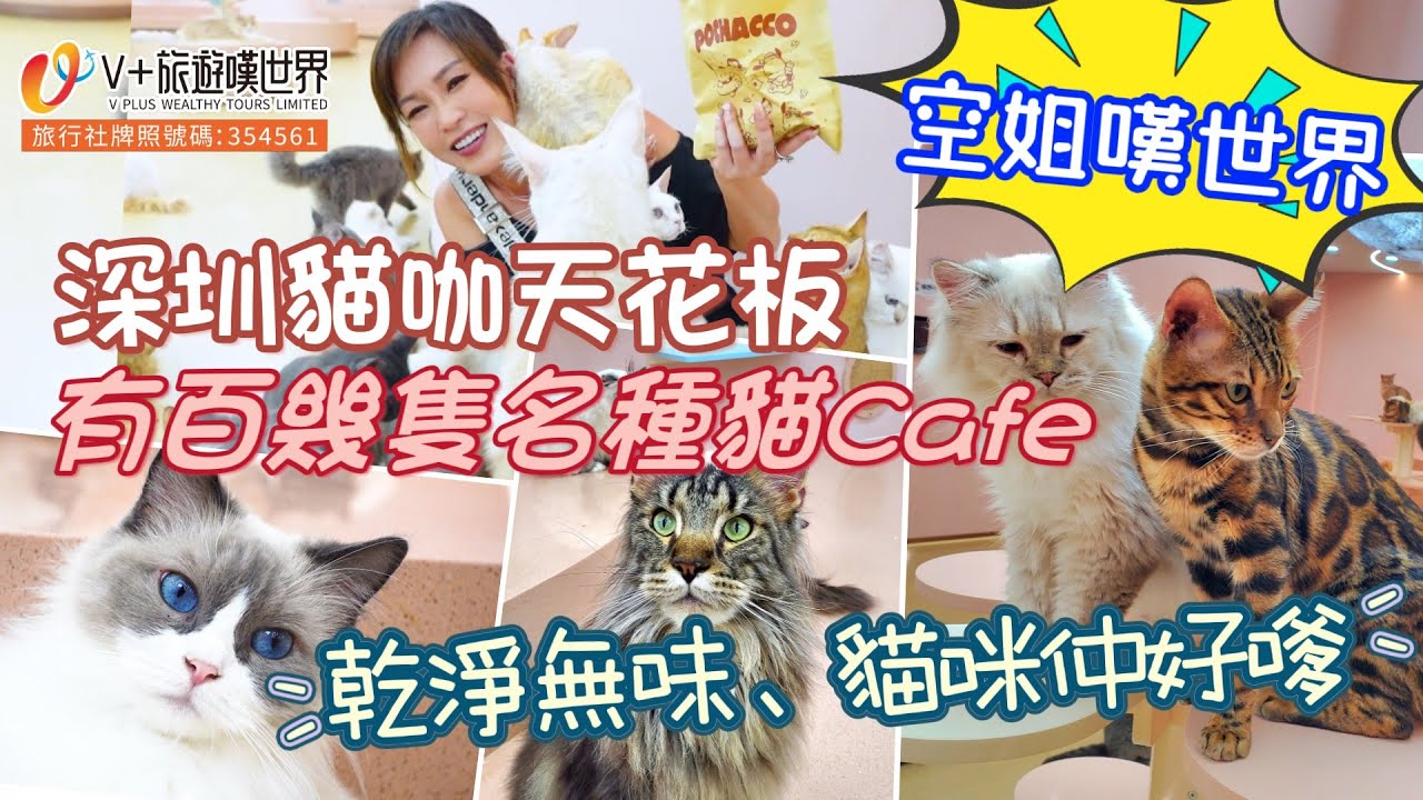 【空姐嘆世界27】深圳貓咖天花板 | 有百幾隻名種貓Cafe | 乾淨無味、貓咪仲好嗲
