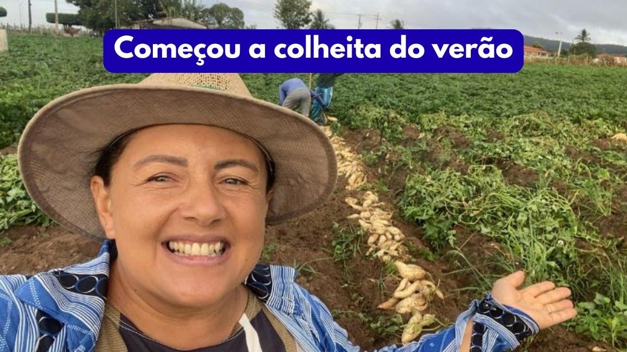 ACOLHEITA DA BATATA DOCE COMEÇOU 🍠🙏