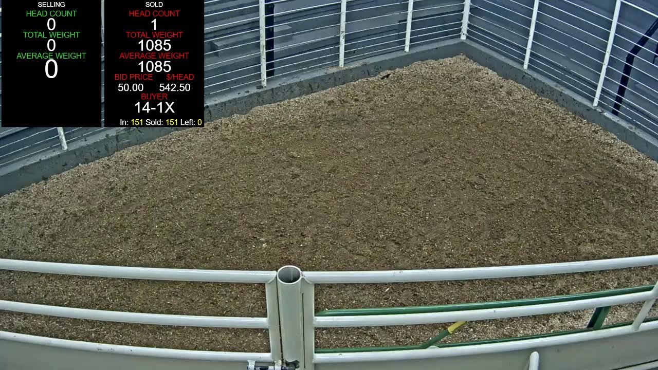 Everson Auction Market Live Stream 3/16/2026