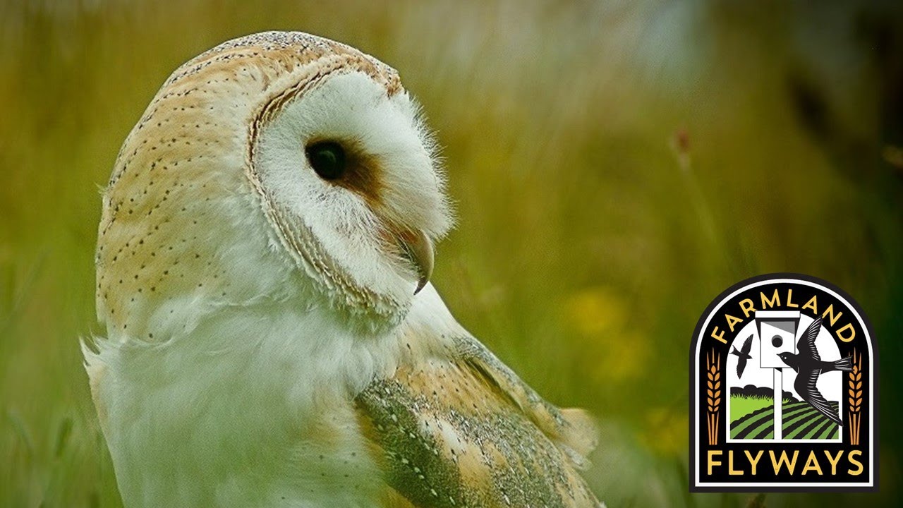 Lesson 4 - Rodent-Eating Birds Supported by Nest Boxes and Perches