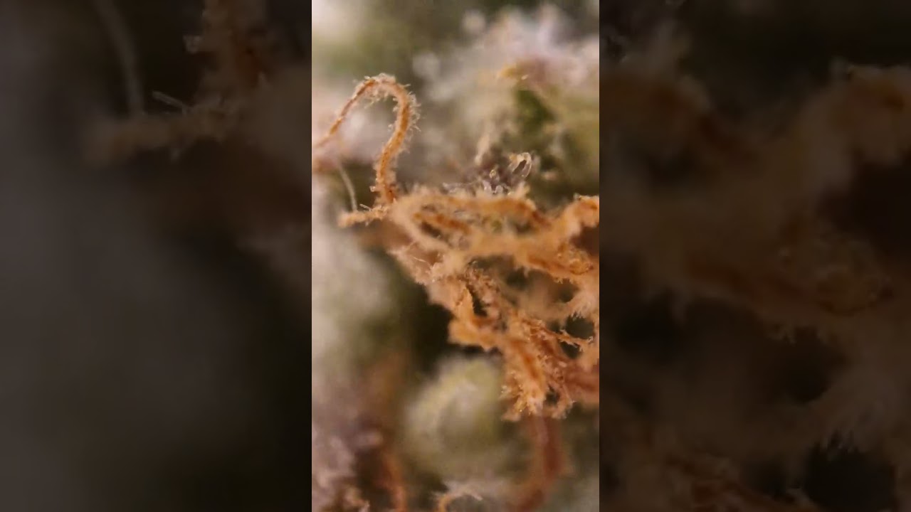 Vision Seeds - Lowryder Auto Bloom Microscope - Grow the Jungel - Nemesis