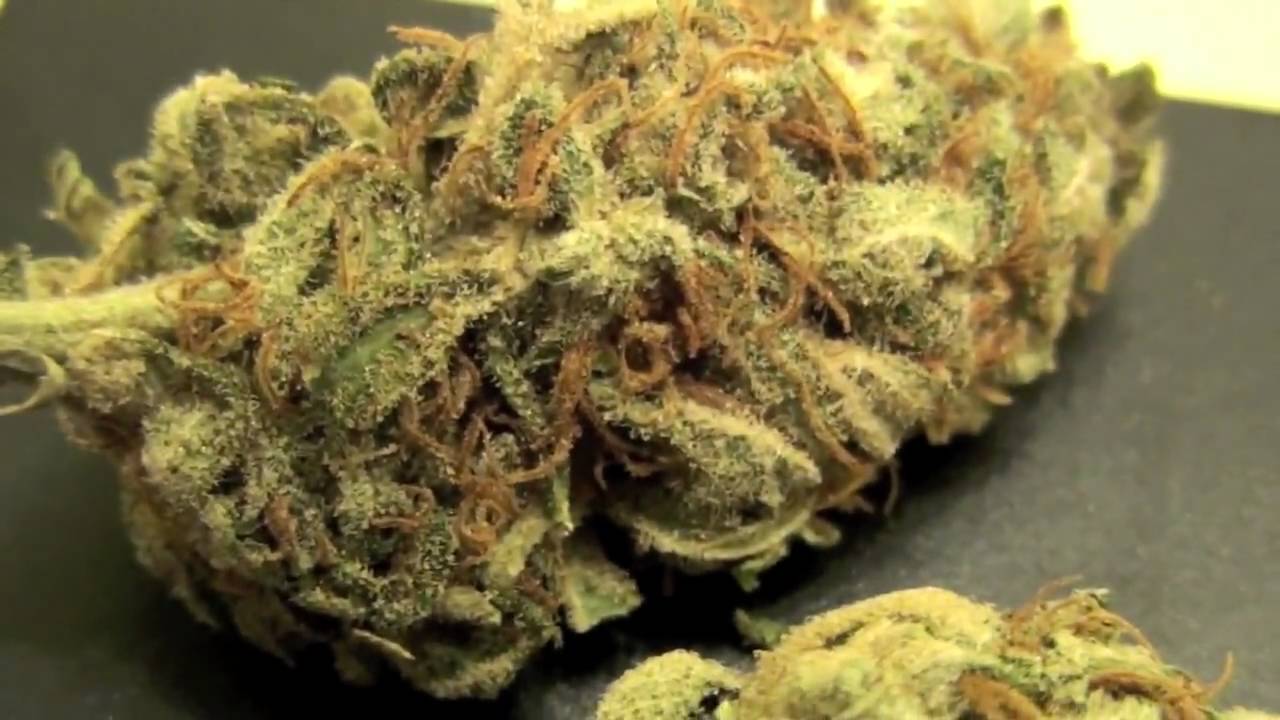 [PART.1] Bubbla & Afghanica ! New Bud!