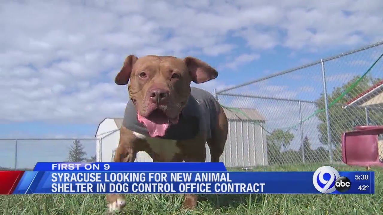 DeWitt Animal Hospital decides to not renew contract with city of Syracuse