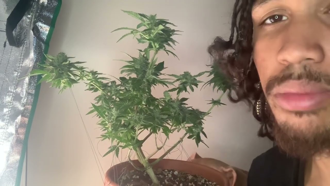 Update on my apartment grow tent Vlog