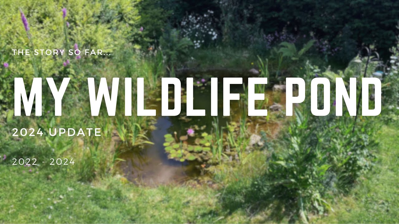 Building a Wildlife Pond Part 4 - All of 2024