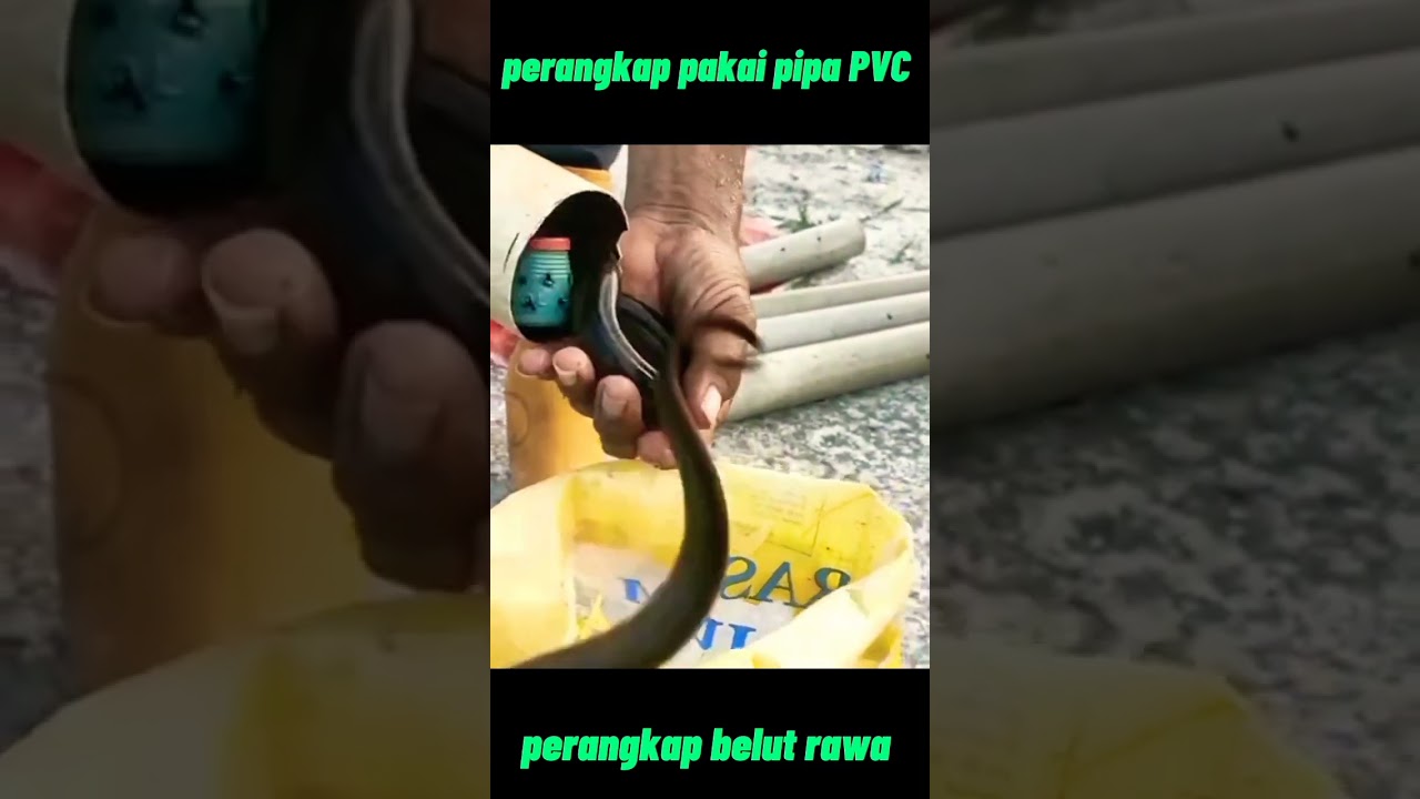 perangkap belut dengan pipa pvc