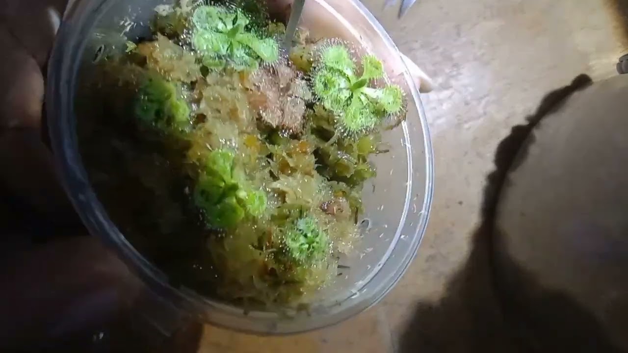 Drosera Burmanni Repotting Tutorial
