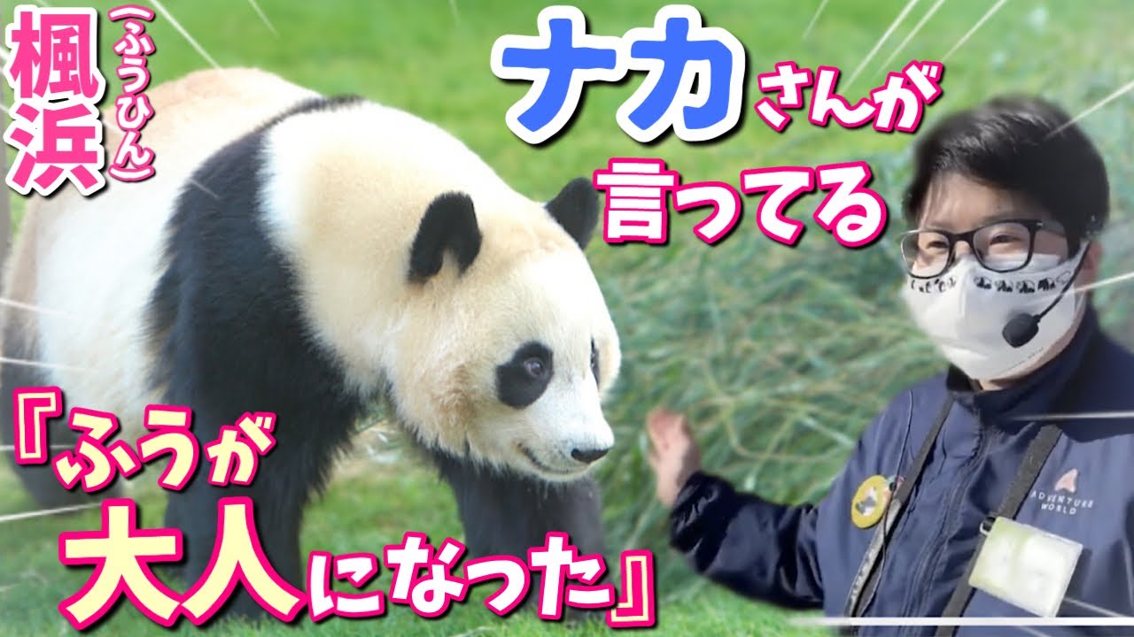 【パンダアイドル楓浜】ナカ飼育員が今までたくさん話しかけたから言葉を理解するパンダに育ったんだよ♡
