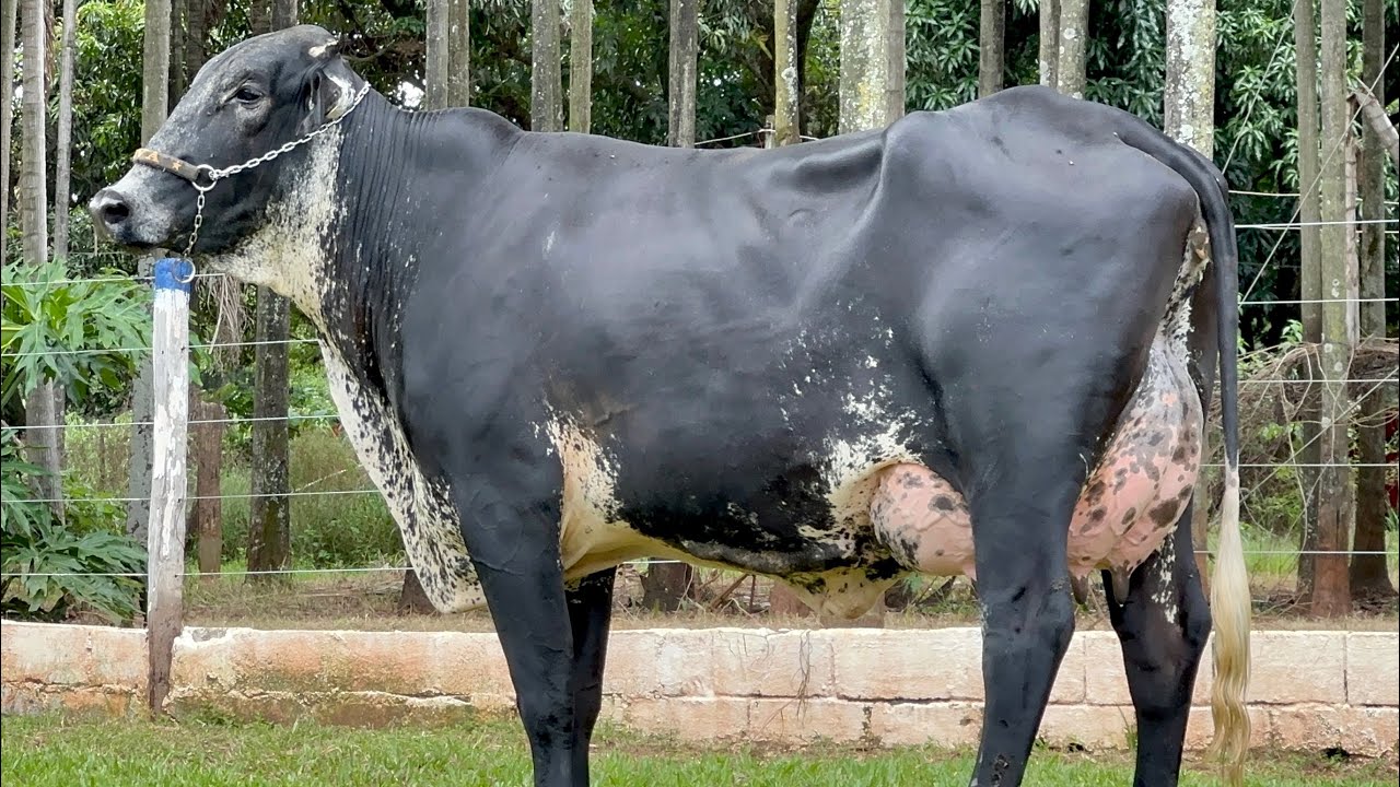 Lote 08 | 10&ordm; LEIL&Atilde;O VIRTUAL JAVA PECU&Aacute;RIA - 25/02/2023 (DOMINGO) 17H