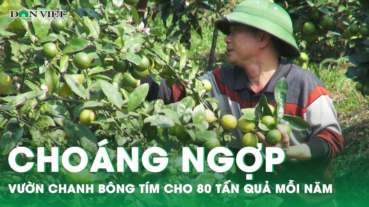 Cho&aacute;ng ngợp vườn chanh b&ocirc;ng t&iacute;m cho 80 tấn quả mỗi năm của l&atilde;o n&ocirc;ng Bắc Kạn | B&aacute;o DV