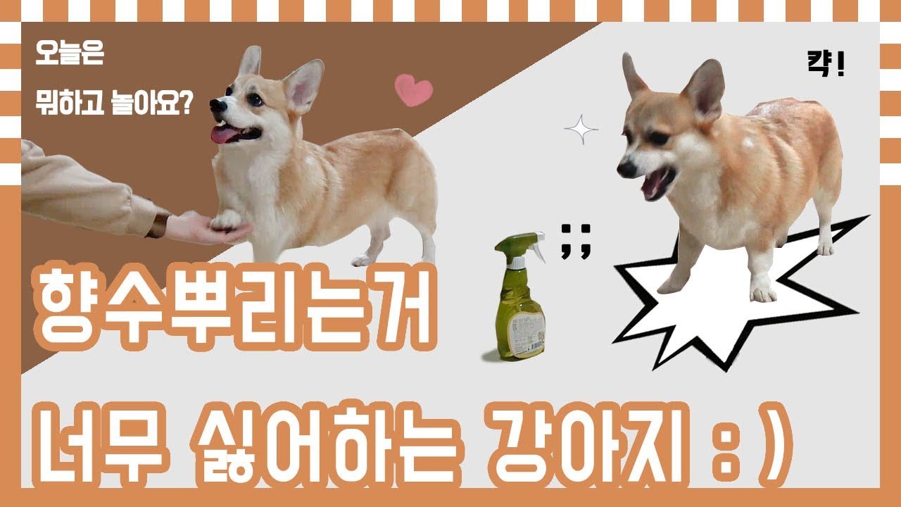 향수병이랑 맞짱뜨는 강아지ㅋㅋㅋ졸귀 ㅣ프로연우_ProYeonwoo