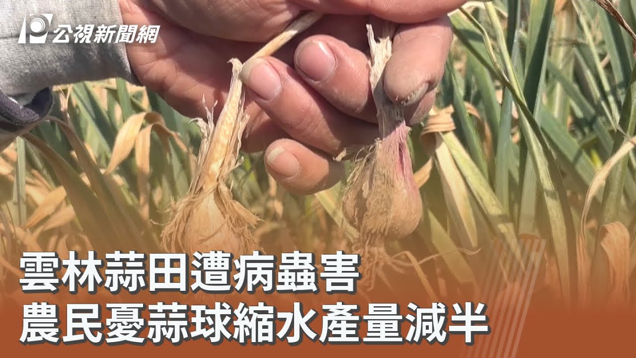 雲林蒜田遭病蟲害 農民憂蒜球縮水產量減半｜20260313 公視午間新聞