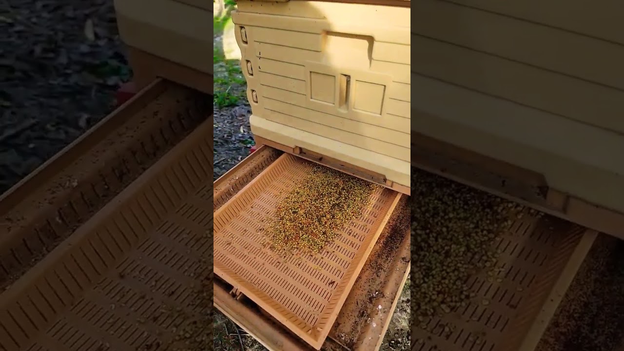 Collecting Bee Pollen 🐝 #beepollen #beekeeping