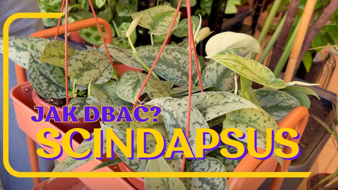 Czy to faktycznie proste rośliny w obsłudze? Jak dbać o scindapsusy ‼️🫡