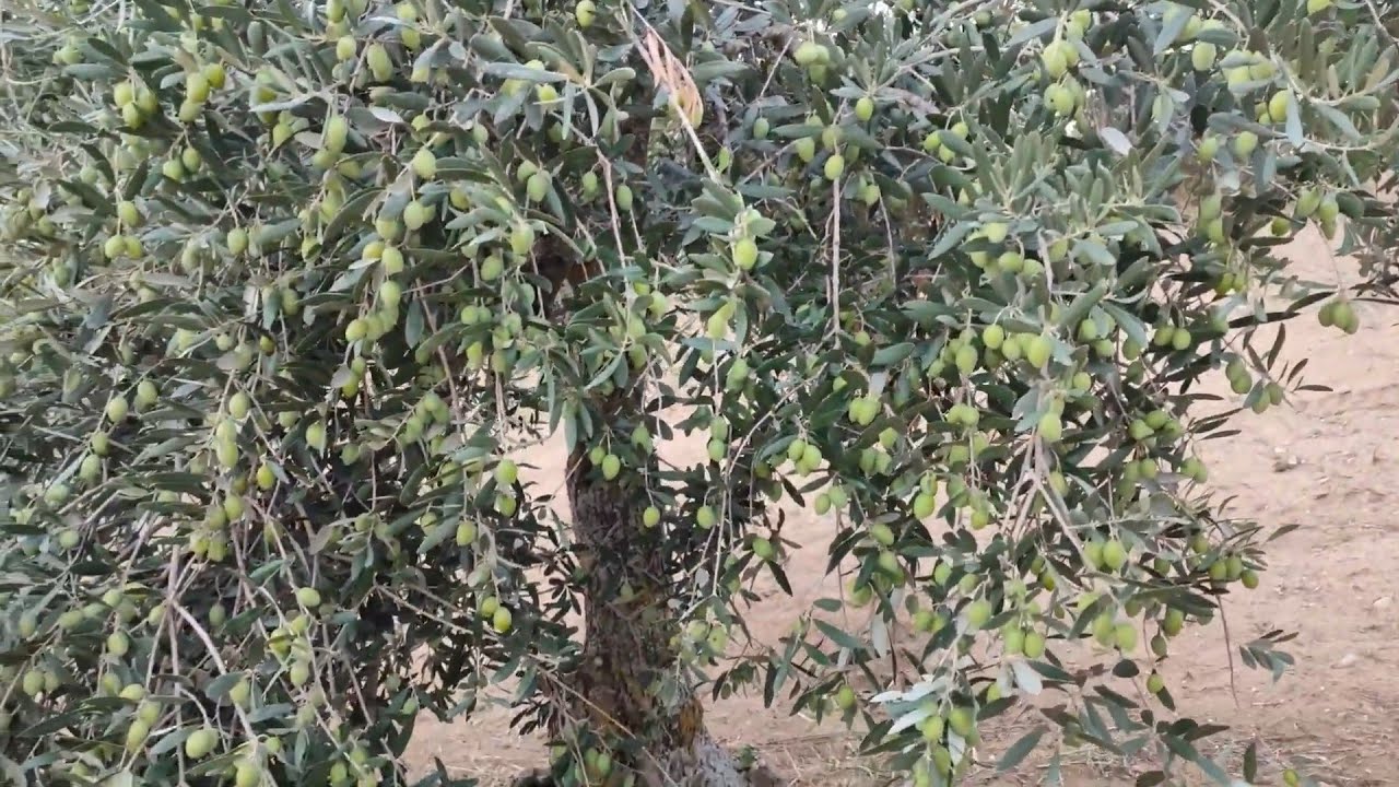 Oliveto n2: Produzione Olive a Settembre 2022